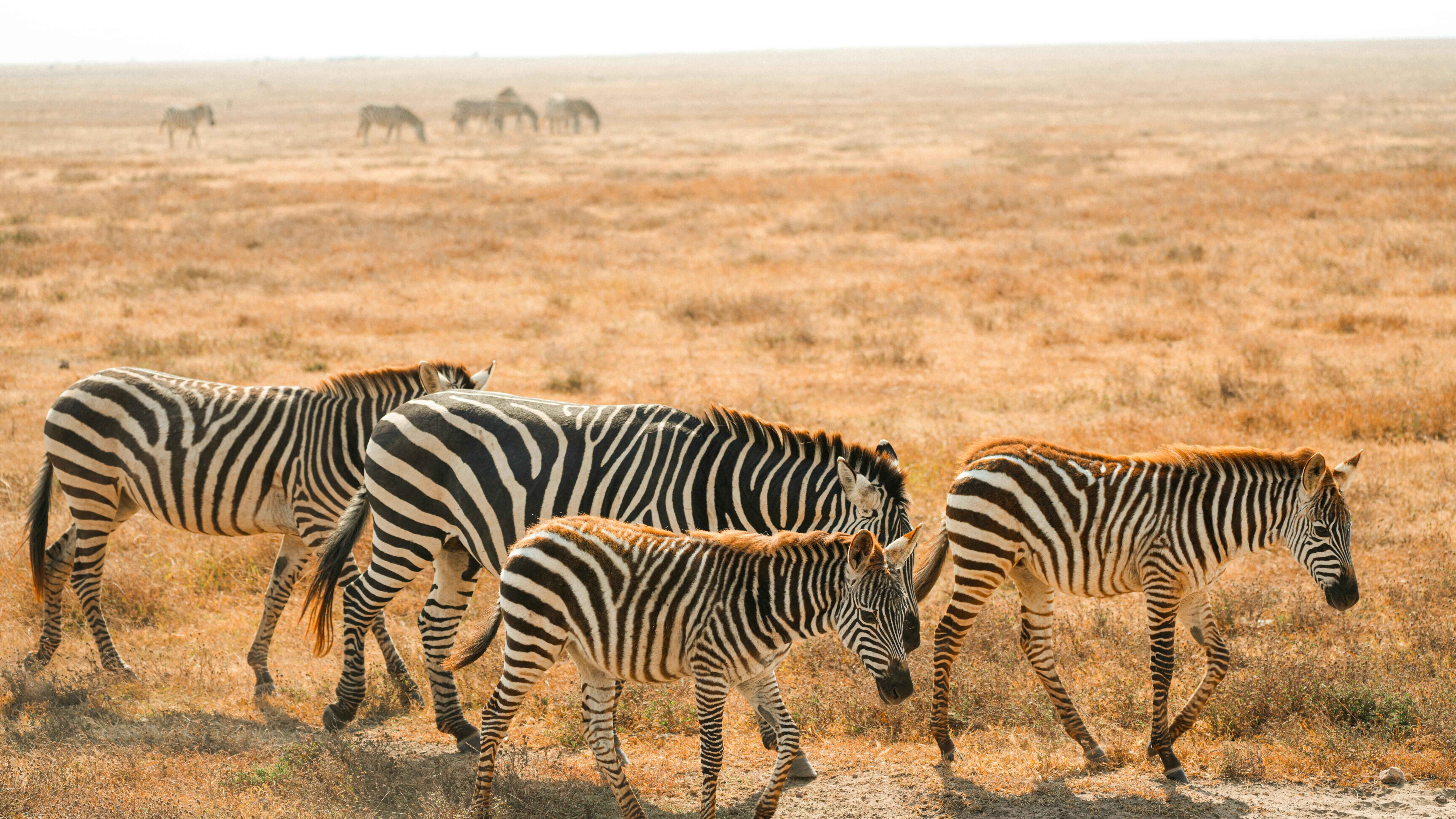Tarangire