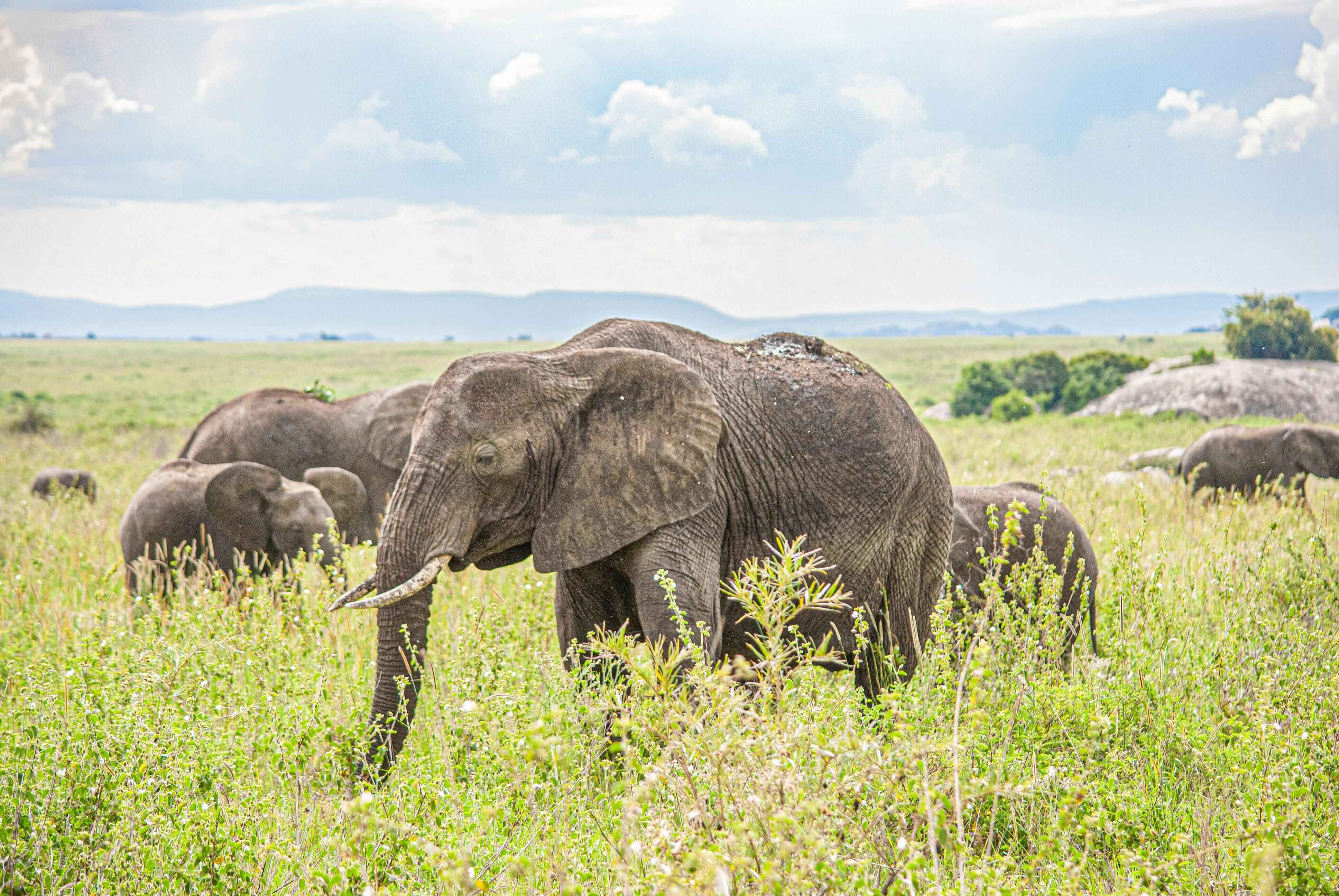 Ngorongoro